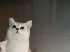 -喵百万·布偶·蓝金金渐层英短·猫舍(百子湾店)