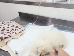 -爱侣宠医·鹦鹉专科·小型哺乳类·异宠专科(灵石路店)