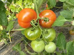 农家炖土鸡-沃合农家小馆(半壁街店)