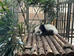-成都大熊猫繁育研究基地