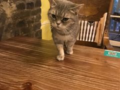 -猫色咖啡·猫咖