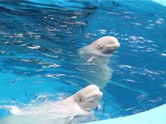 -海合安成都极地海洋公园