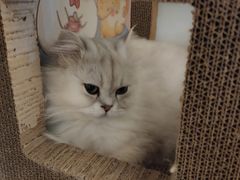 -猫腻·猫咖·撸猫馆(星光大道店)