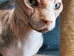 -more than meow吴止猫主题餐厅(承德 中船汇店)