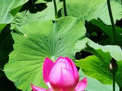 -莲花池公园