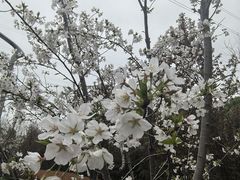 -昆山城市生态森林公园