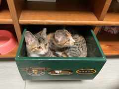 -半岛宠物医院24小时(科华中路店)