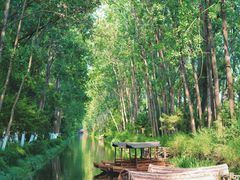 -合肥滨湖国家森林公园