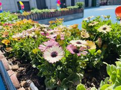 -蓝莓果幼儿园(通州梨园店)