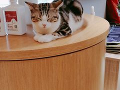 -飞行喵MR PILOT|猫舍·猫咖(静安大融城店)