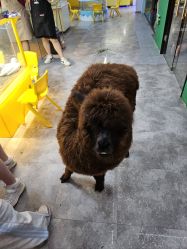 -神奇动物撸宠馆·羊驼·小浣熊·异宠(豫园店)