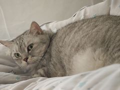 -博特宠物医院24h犬猫全科.骨科·异宠