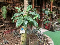-呀路古热带植物园