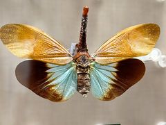 -国家自然博物馆