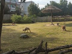 -泉州海丝野生动物世界