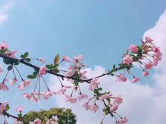 -武汉大学-樱园