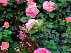 -人民公园(罗湖区)