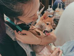 -逗柴咖啡屋·狗咖猫咖宠物桌游