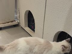 -琪喵猫屋·撸猫猫咖·猫舍