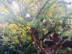 -乌布德传统市场
