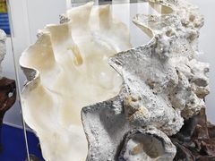 -贝壳王国博物馆