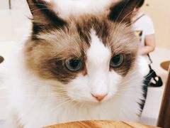 -飞行喵MR PILOT|猫舍·猫咖(静安大融城店)