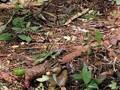 -五营红松林海景区