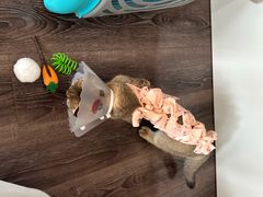 -纳吉亚猫专科动物诊疗中心(蒋宅口分院)