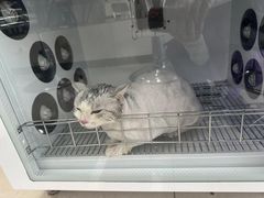 -北京观赏动物医院·24小时大型综合·猫专科·异宠专科