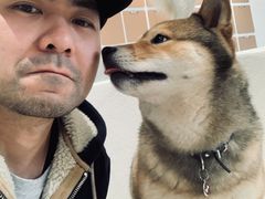 -柴务处·柴犬主题狗咖