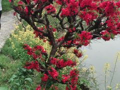 -南汇桃花村