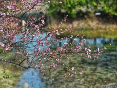 -花开海上生态园