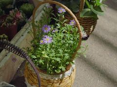 -循礼门鲜花花市(武汉循礼门店)