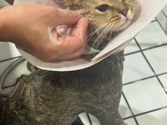-钦宠·猫咪售卖·洗护·寄养(东圃旗舰店)