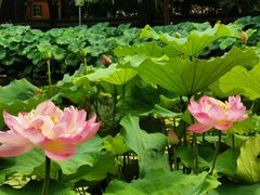 -陈家山荷花公园
