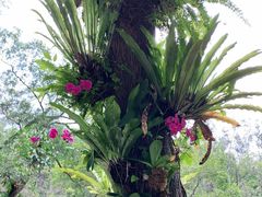 -深圳仙湖植物园