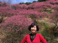 -新建村梅花