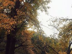 -千年银杏谷文化旅游区
