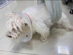-美联众合动物医院·24h转诊中心