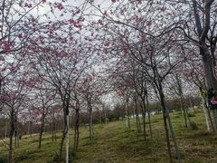 -天适樱花悠乐园