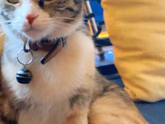 -Sirena海妖日咖夜酒