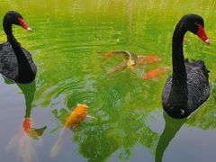 -郑州中国绿化博览园