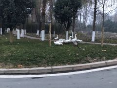 -思念果岭悦温泉