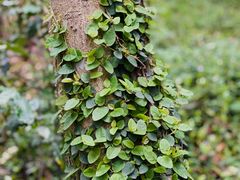 -上海佘山国家森林公园天马山园