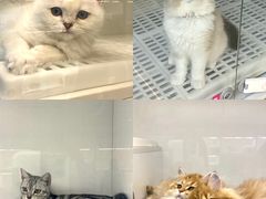 -lincat·猫舍(广州店)