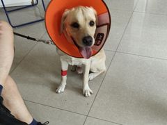 -瑞派福兴宠物医院犬猫全科·骨科·中西医结合(河东店)