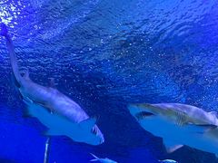-海合安武汉极地海洋公园