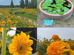 -花开海上生态园