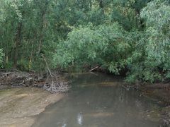 -大亚湾红树林城市湿地公园