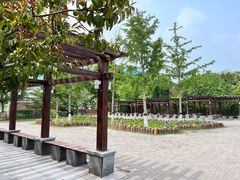 -大兴滨河森林公园